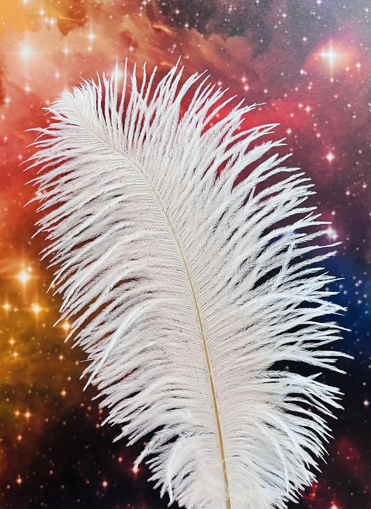 White Ostrich Feather (10-14")