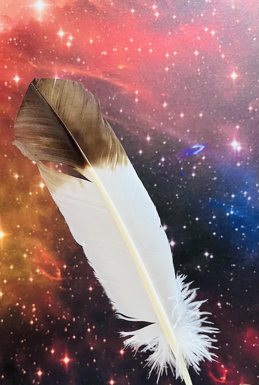 Brown Tip Eagle Feather