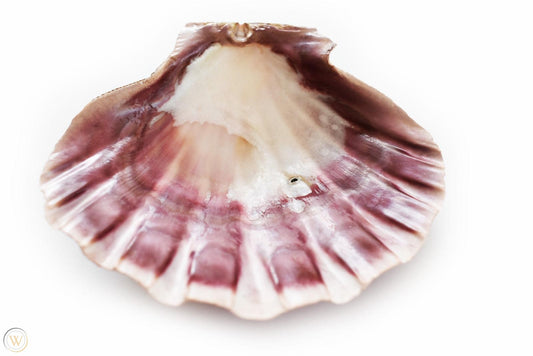 Lion's Paw Sea Shell